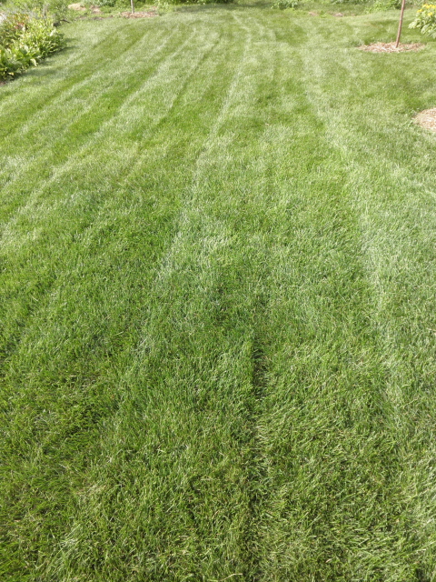 Lawn Care | Brooklyn Park, MN | Fj Lawn Care