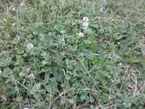 White Clover